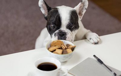 Guide to Make Your Pet Food at Home